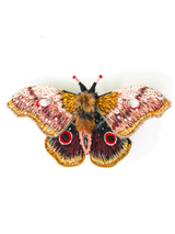 Trovelore - Trovelore Pins - Verdalina